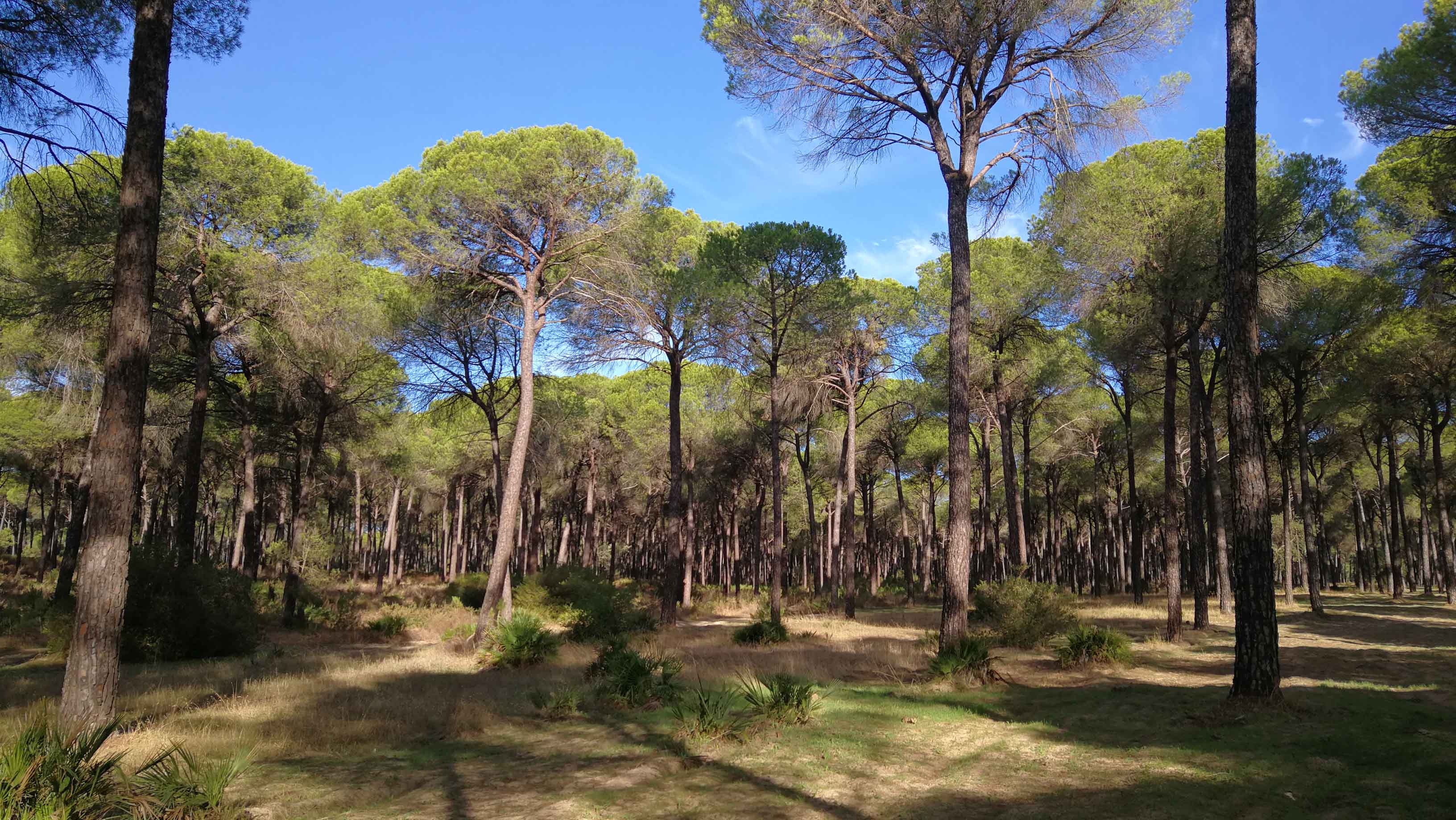 Sendero entre pinos