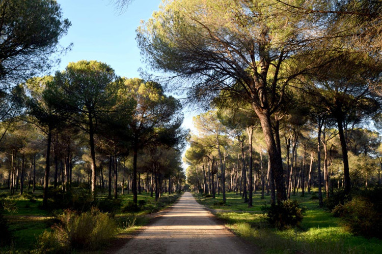 Pinos centenarios